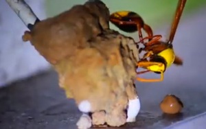 Ngày này năm xưa: Nguồn gốc Ngày Môi trường thế giới và lời kêu gọi 'Giải quyết ô nhiễm nhựa và ni lông'