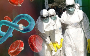 Bộ Y tế khuyến cáo cảnh giác phát hiện sớm, phòng lây nhiễm bệnh do vi rút Ebola