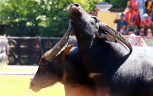 Bộ VHTTDL sẽ cấm bán vé Lễ hội Chọi trâu Đồ Sơn?