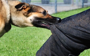 Nguy cơ chó thả rông: Dấu hiệu nhận biết và cách phòng bệnh dại