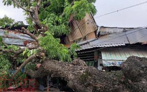 Cây cổ thụ bật gốc đè bẹp 2 ngôi nhà, nhiều người thoát chết