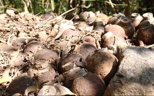 Tử vong vì đục bom bi lấy thuốc nổ