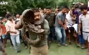 Cố chụp ảnh với trăn khổng lồ người đàn ông suýt mất mạng