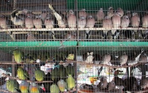 Những chú chim trời và quyền lực 'Thượng đế'