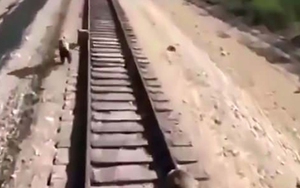 Cố chặn tàu hỏa để cứu con, gấu mẹ bị cán chết thương tâm