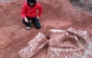Argentina phát hiện hóa thạch khủng long có niên đại hơn 200 triệu năm