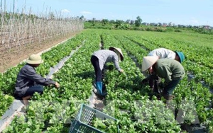 Giá rau Đà Lạt tăng cao do mưa kéo dài