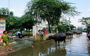 Chùm ảnh: Người dân Chương Mỹ sống chung với rác sau khi nước rút