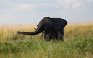 Sốc với vụ giết voi lớn nhất trong lịch sử tại Botswana