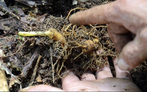 Gian nan bảo tồn Sâm Ngọc Linh trước nguy cơ cạn kiệt