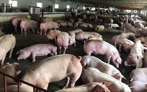 Dịch bệnh tả lợn không có khả năng lây truyền sang người