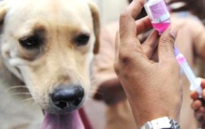 Bạn có đồng ý bỏ thói quen ăn thịt chó và cấm bán thịt chó?