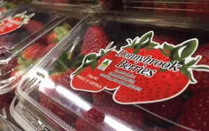 Chiếc kim khâu hủy hoại cả ngành công nghiệp trái cây tươi ở Australia