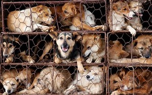 Bỏ ăn thịt chó: Chuyện có cơ sở để thành công