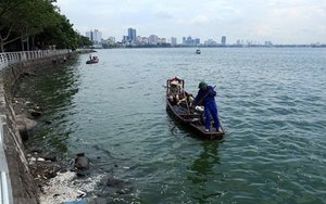 Hà Nội: Thông tin cá chết nổi trắng hồ Tây là chưa chính xác