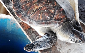 Giải cứu vích biển quý hiếm bị mắc cạn tại bãi biển Quảng Bình