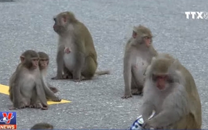 VIDEO: Du khách tự ý cho khỉ ăn trên Sơn Trà