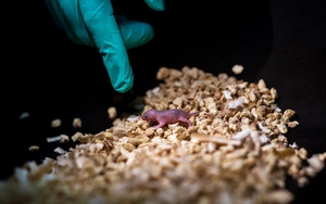 Các nhà khoa học Trung Quốc tạo ra chuột con từ hai chuột cái