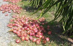 Thanh long Bình Thuận hạ giá do thu hoạch dồn cùng thời điểm