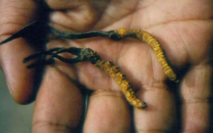 Thần dược đông trùng hạ thảo quý hơn vàng ngày càng khan hiếm