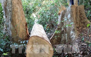 Điều tra, xử lý vụ khai thác rừng trái phép và cướp tang vật giữa rừng phòng hộ Sêrêpốk