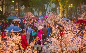 Trồng 125 cây hoa anh đào Nhật Bản tại Đà Lạt