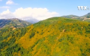Ngắm hoa dã quỳ rực rỡ khắp núi đồi ở Điện Biên