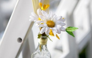 Sống chậm cuối tuần: Cúc họa mi - Nhiều cách để 'cuồng'