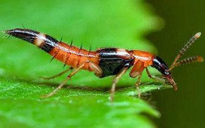 Kiến ba khoang cắn: Tác hại và cách xử trí