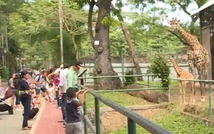 Hươu cao cổ chào đời tại Thảo cầm viên Sài Gòn