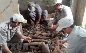 Phát hiện hầm đạn pháo khi đào đường điện ngầm tại Bảo Lộc, Lâm Đồng