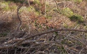 Gia Lai khởi tố vụ án hình sự về vụ phá rừng huyện Krông Pa