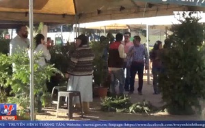 Giống thông Noel quý trước nguy cơ tuyệt chủng