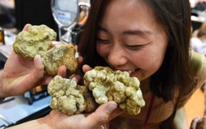 Săn 'kim cương của nhà bếp', kiểu du lịch độc đáo ở Italy