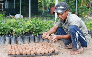 Ứng dụng 'bom hạt giống' tái tạo hệ thực vật vùng khô hạn