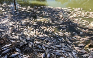 Australia phải bơm oxy xuống sông để cứu cá trên các sông lớn