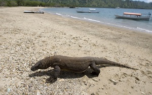 Indonesia sẽ đóng cửa đảo rồng Komodo