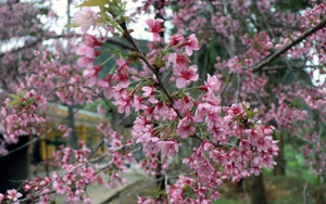 Ngắm hoa Tớ Dày bung nở trên núi đồi Tây Bắc