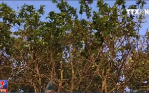 Cây mai vàng được rao bán hơn 3 tỷ đồng