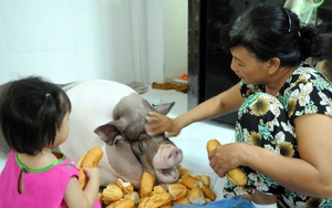 ‘Nàng’ lợn cưng đón Tết Sài Gòn