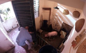 Chuyện nuôi lợn thời bao cấp