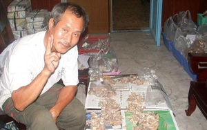 Việt Nam có tục chọi lợn không?