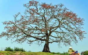 6 cây cổ thụ trăm tuổi vào danh sách Cây Di sản Việt Nam