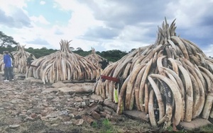 Bốn quốc gia khu vực Nam châu Phi kêu gọi dỡ bỏ lệnh cấm buôn bán ngà voi