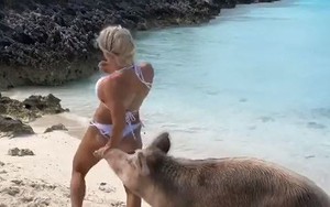 Người đẹp đó đây: Người mẫu bốc lửa bị heo cắn… vòng 3