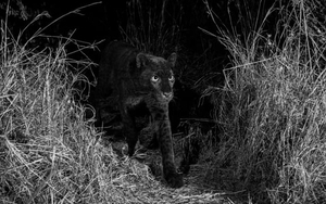 VIDEO: Phát hiện loài báo đen hiếm gặp trong 100 năm ở châu Phi