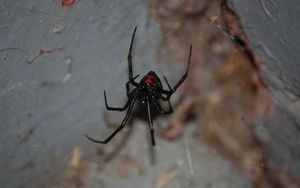 Phát hiện họ hàng mới của nhện 'Góa phụ đen' có kích thước khổng lồ