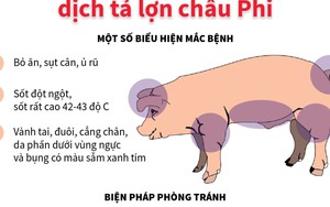 Thực hiện nghiêm ngặt các biện pháp phòng dịch tả lợn châu Phi