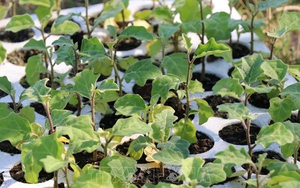 Hội chợ dược liệu và sản phẩm y học cổ truyền toàn quốc lần đầu tiên