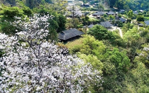 Ngắm hoa ban khoe sắc giữa đất trời Điện Biên